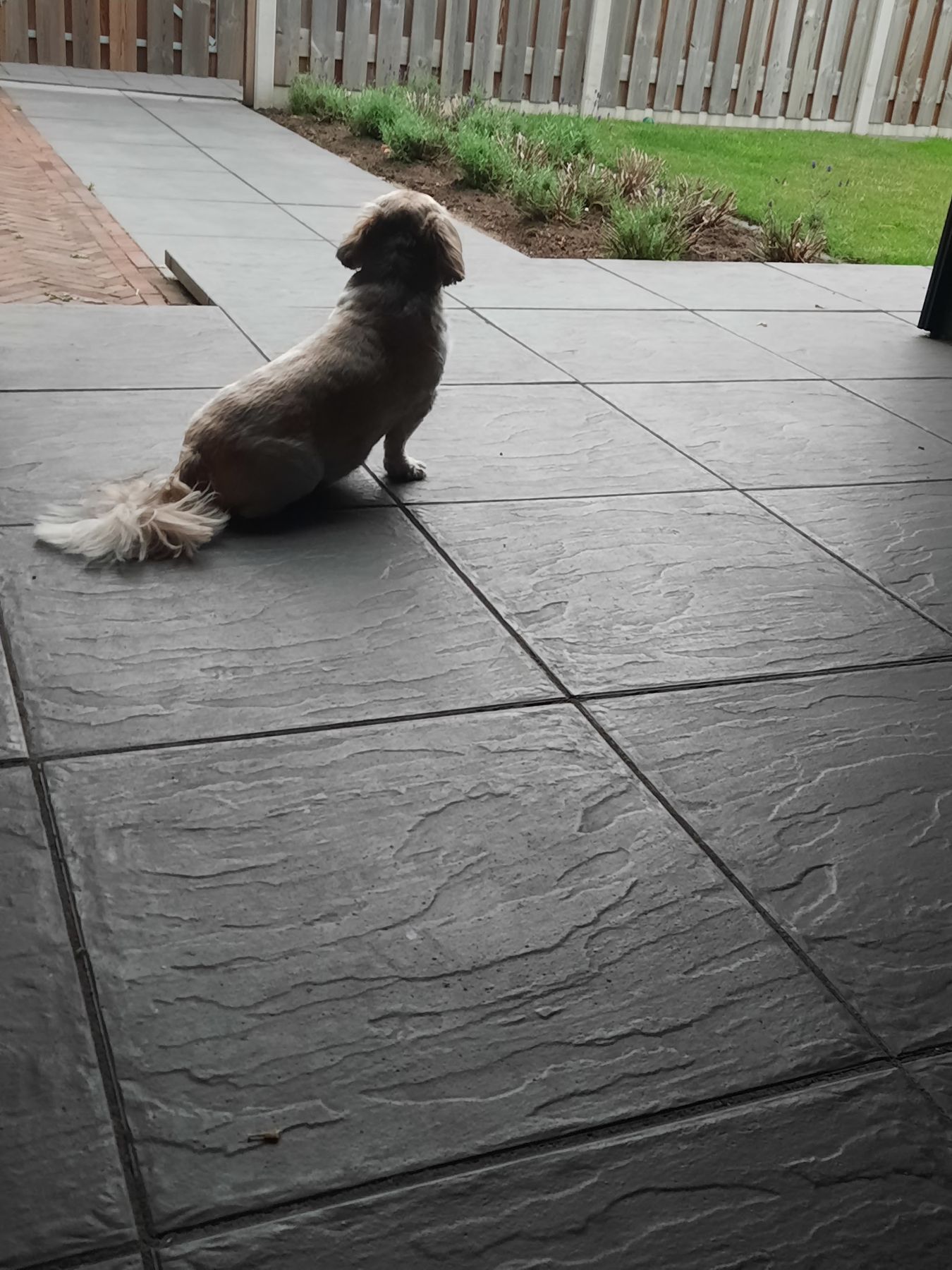 Een getrimd hondje zit op het terras