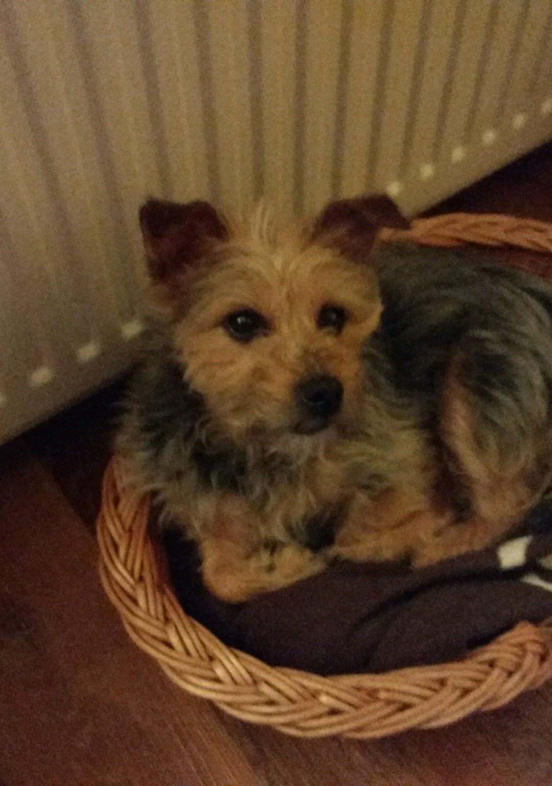 Een klein ruwharig hondje in een rieten mand