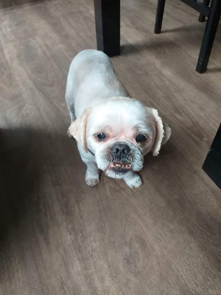 Een pas geknipte witte Shih Tzu op een houten vloer