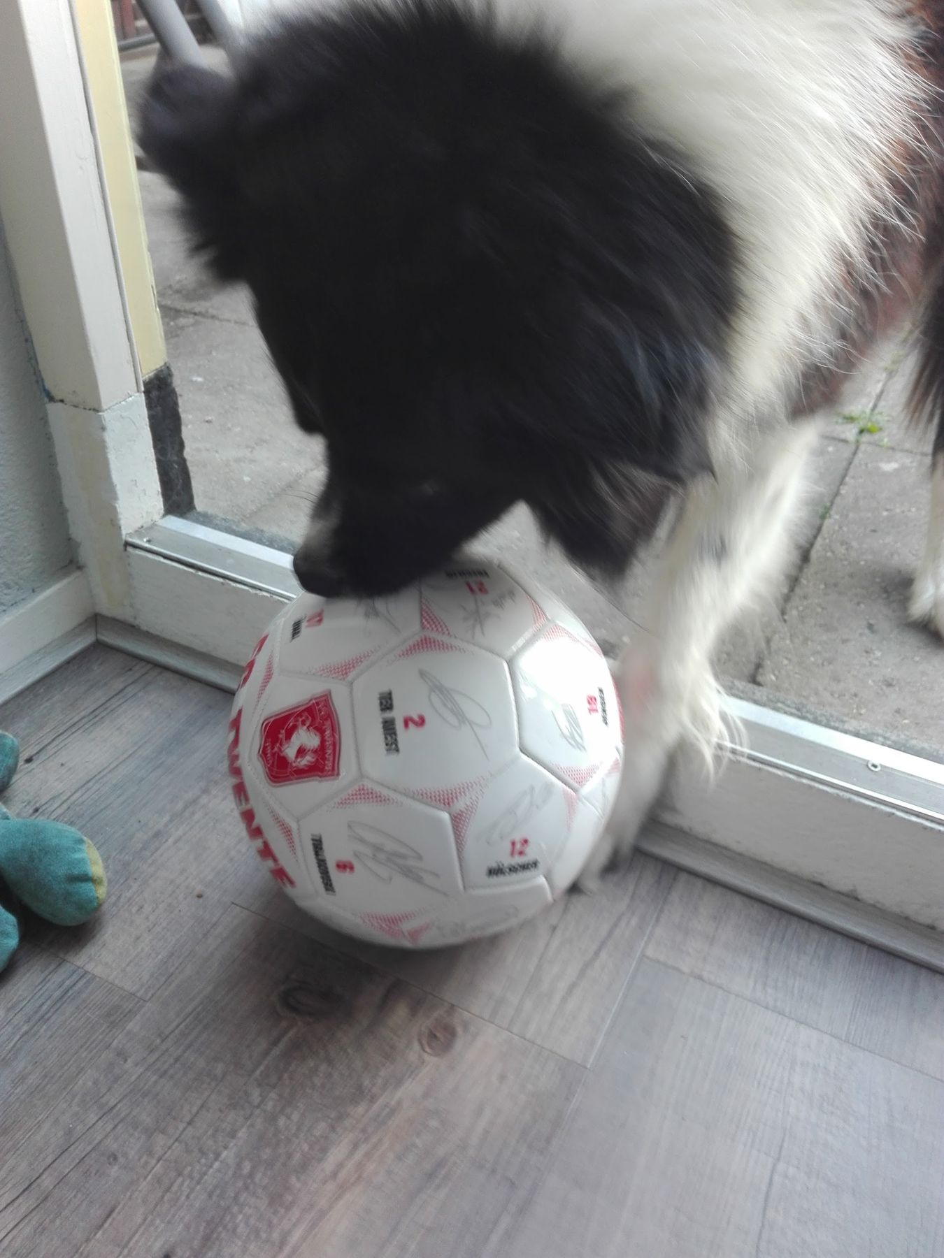 Een zwart-witte langharige hond met een voetbal bij het raam